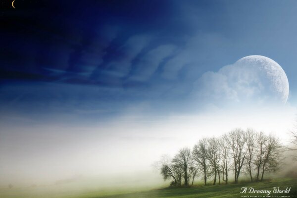 Деревья и трава в тумане