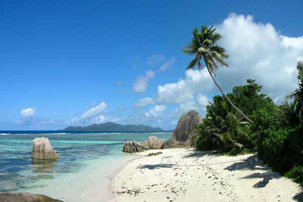 Die Küste des Ozeans mit Palmen und blauem Himmel