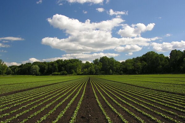 Field in the forest, beds in the fields, dug up beds