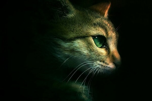 Drawing of a green-eyed cat on a black background