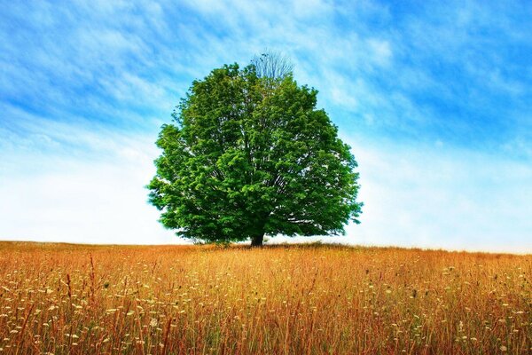 Vieil arbre solitaire au milieu d un champ vert