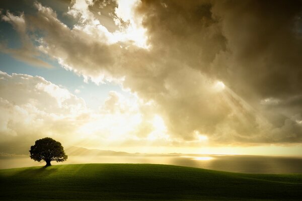 Sunlight among the clouds shines on the tree