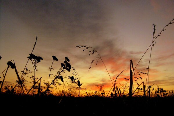 Sonnenaufgang über den Wiesengräsern im Feld