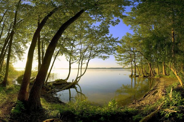 Arbres qui poussent au bord du lac