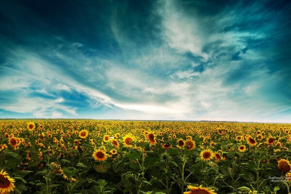 A field of sunflowers under the sky with clouds