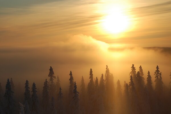 Утренний туман над верхушками деревьев