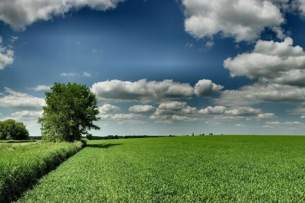 Зелёное поле, дерево, облака