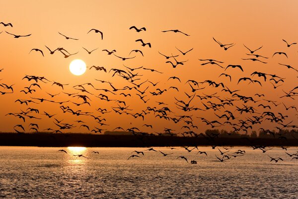 Gaviotas al atardecer, muchas gaviotas, Volga al atardecer