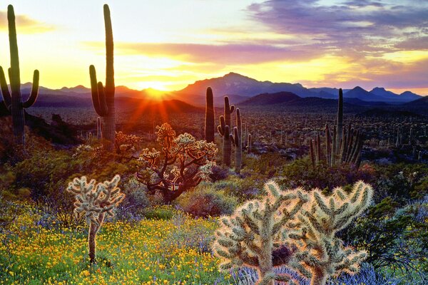 Cactus durante l alba sullo sfondo delle montagne