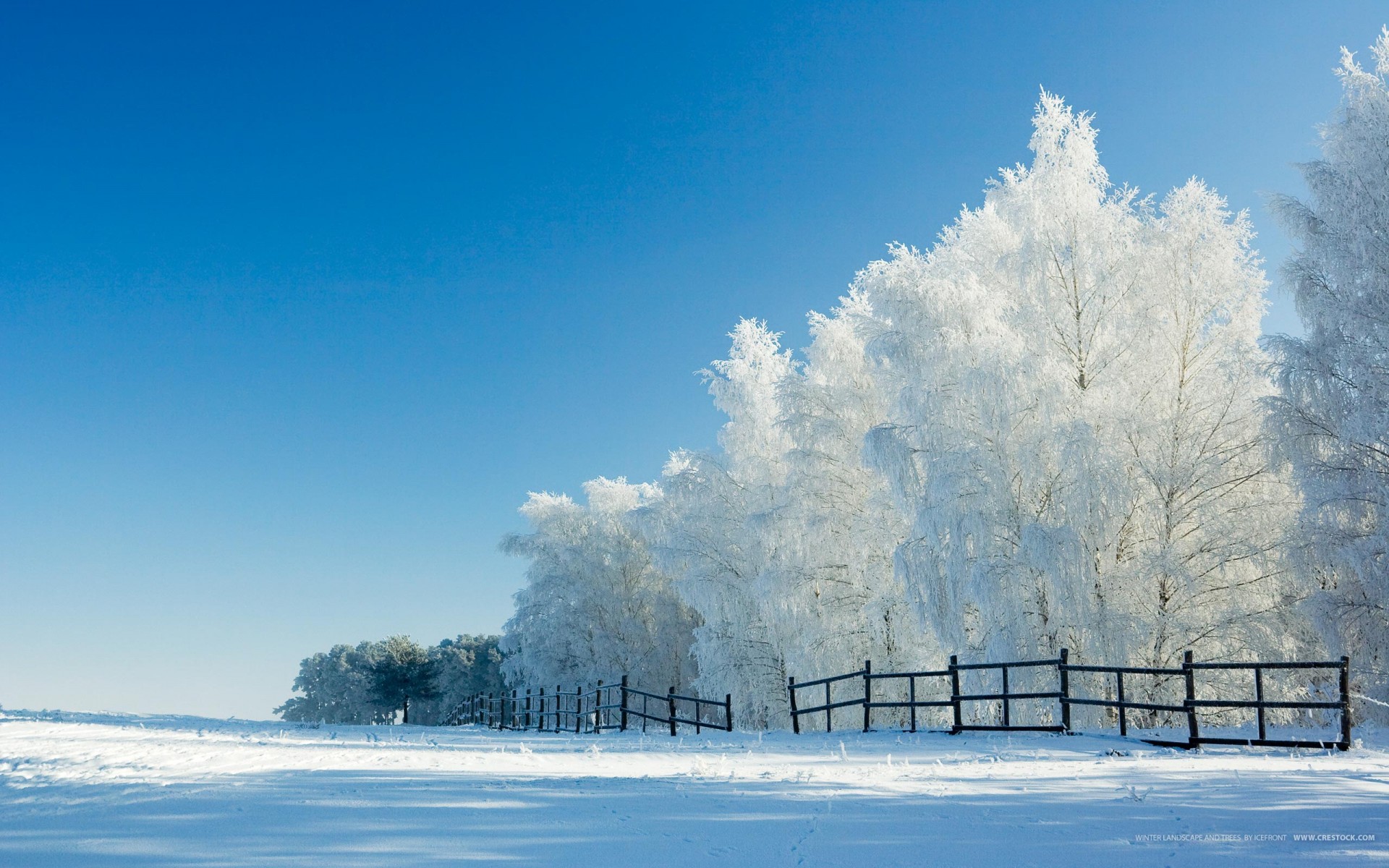 hiver neige arbres clôture