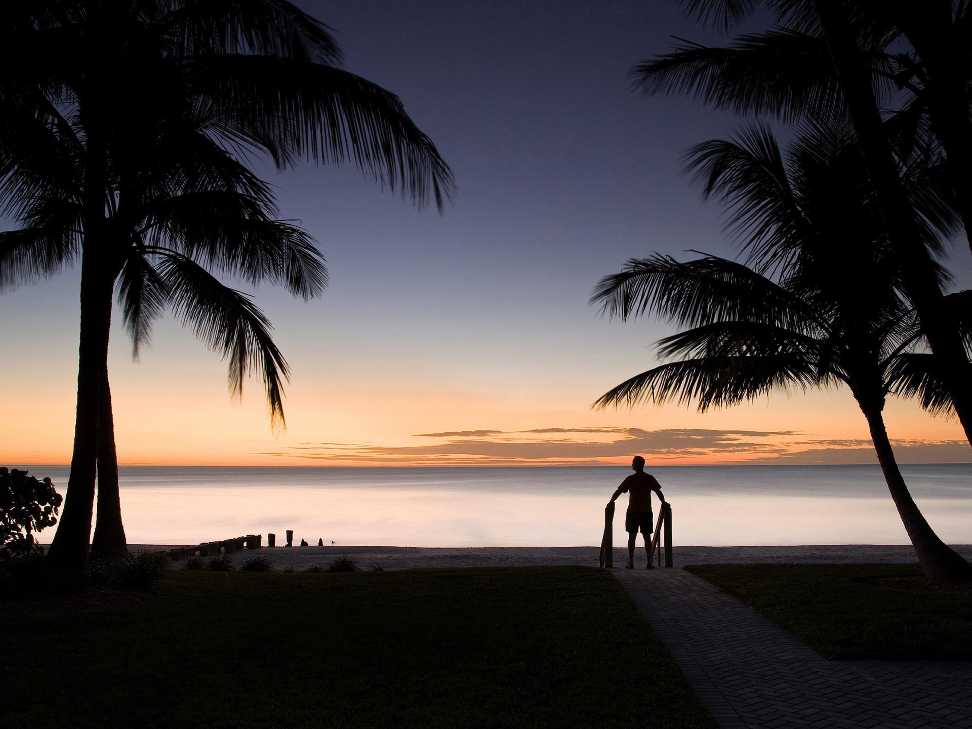 palm man silhouette horizon landscape