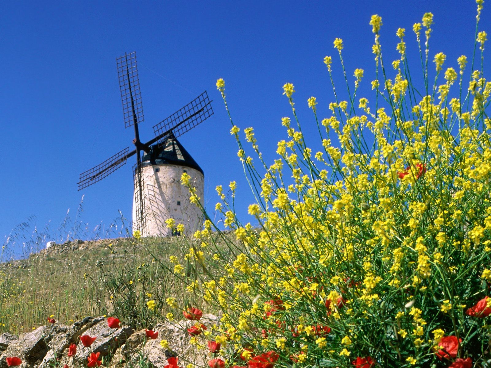 pain mill flower