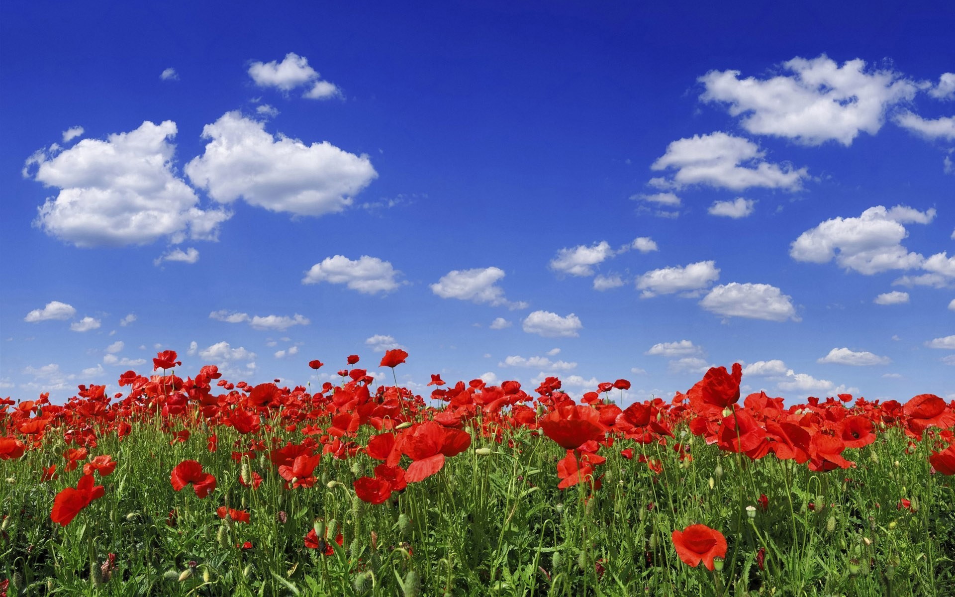 amapolas flores cielo nubes