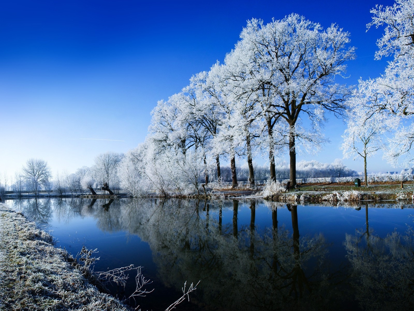 winter frost water tree