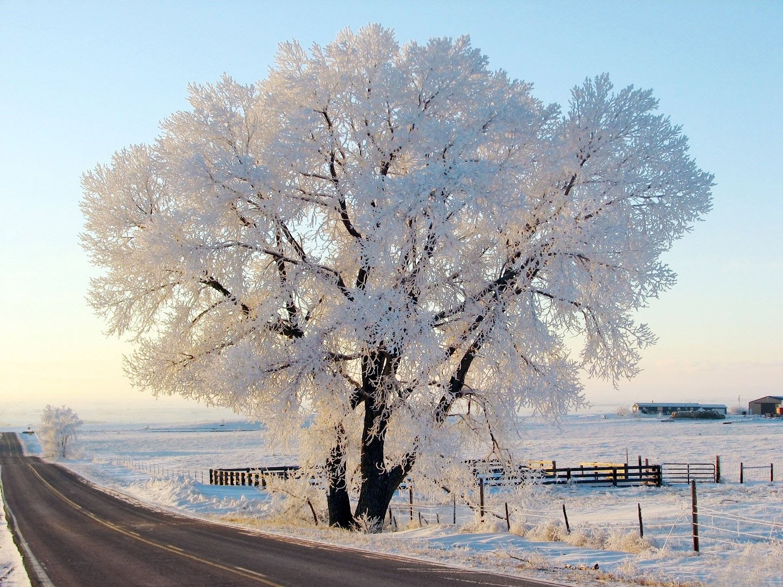 árbol escarcha invierno naturaleza cielo camino