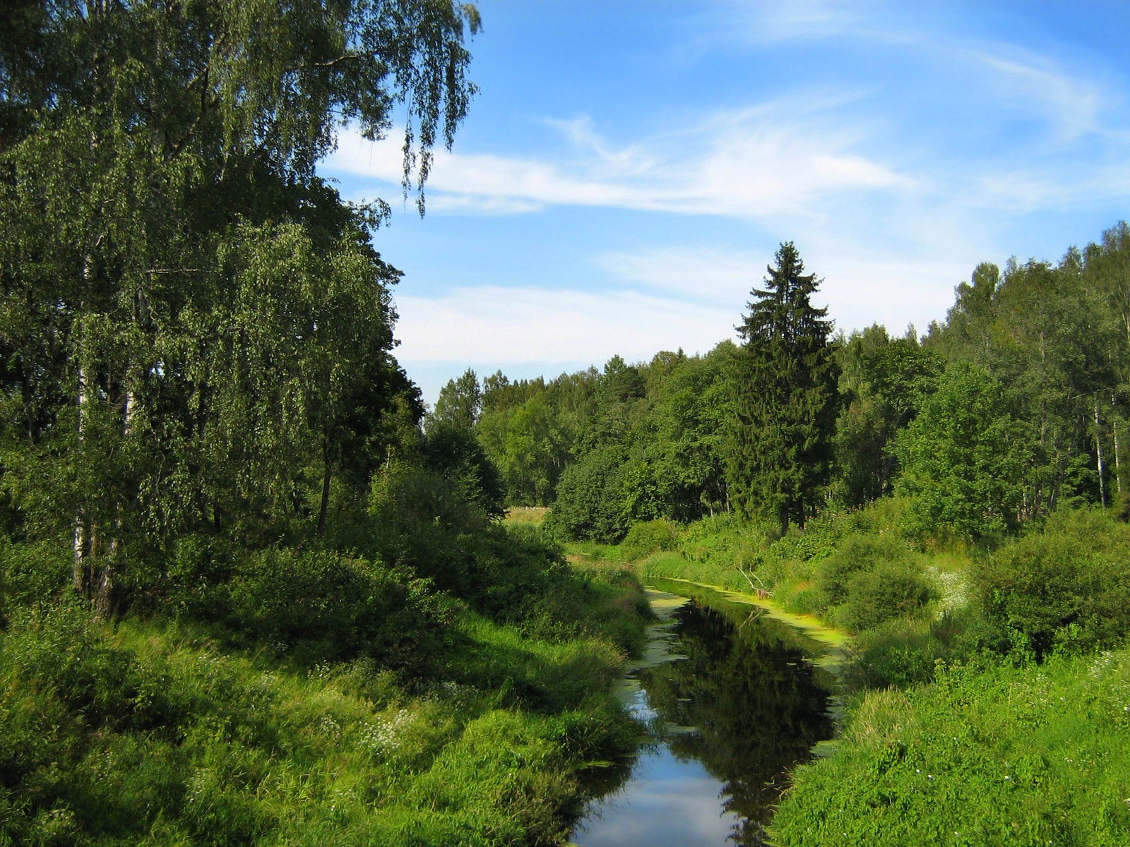 grün bach himmel birke