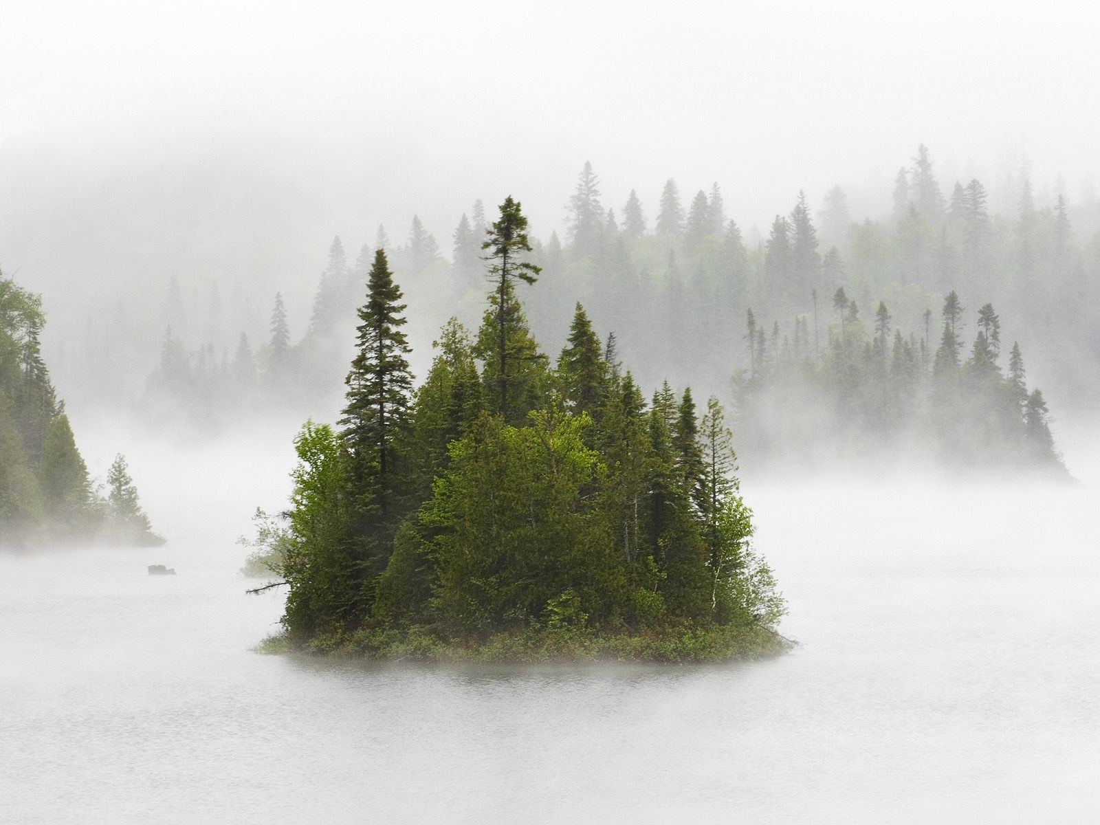 bosque isla niebla mañana