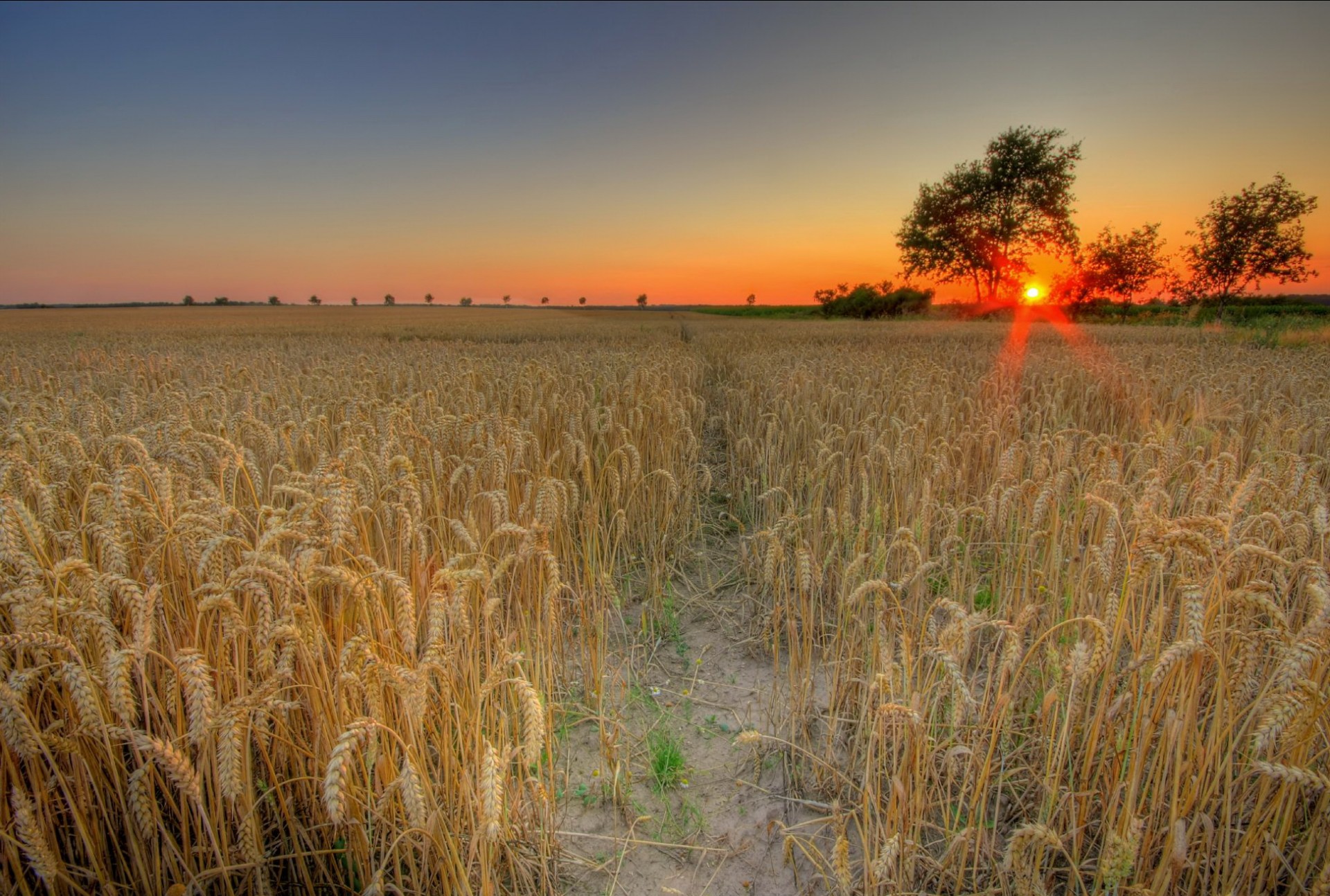 campo trigo puesta de sol sol