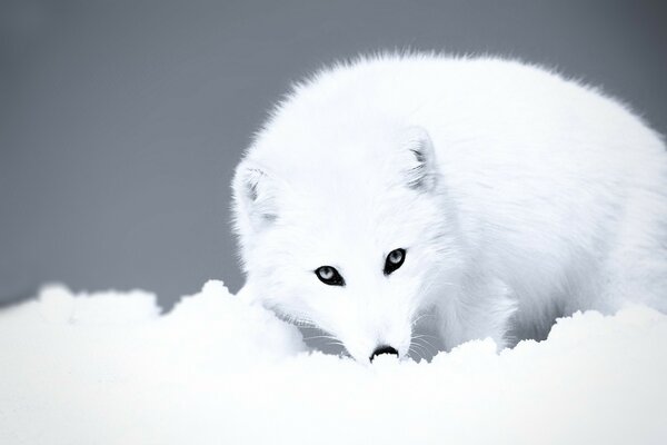 Loup blanc en hiver dans la neige