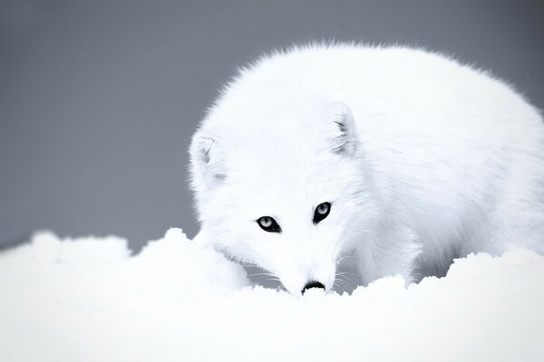Белый волк зимой в снегу