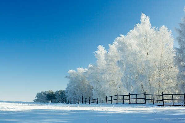 Árboles de nieve cercados