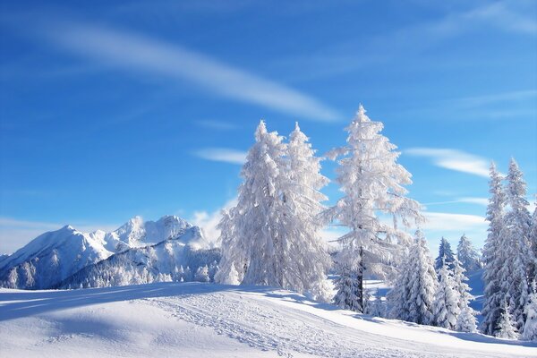 Schneebedeckten Wald vor dem Hintergrund der Berge