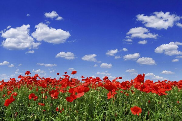 Champ de coquelicots rouges . fond d écran élégant