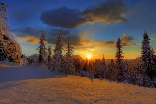 Winter forest snow Christmas trees Sky sunset