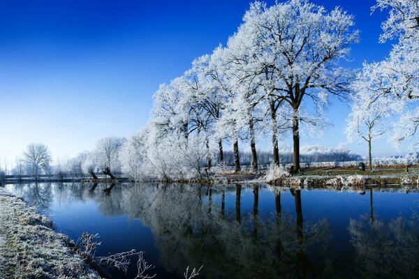 Bäume, die zu Beginn des Winters mit Schnee bedeckt sind