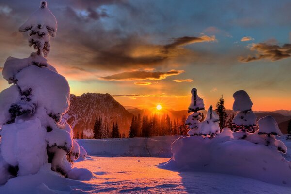 I raggi del sole illuminano la foresta invernale