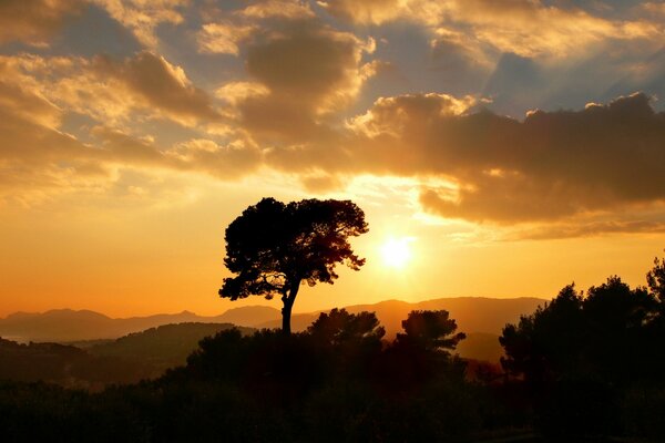Закат золотого солнца на фоне одинокого дерева