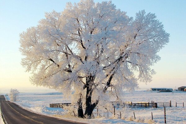 Winter Natur. Baum im Schnee an der Straße