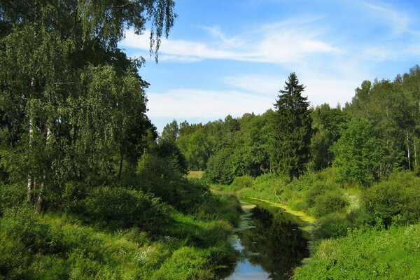 Un río azul entre dos orillas verdes con árboles cubiertos de vegetación y un cielo con nubes de plumas blancas