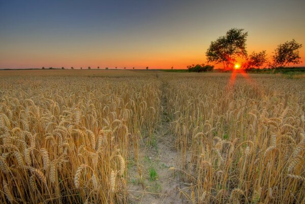 Sonnenuntergang auf einem Weizenfeld Hintergrund