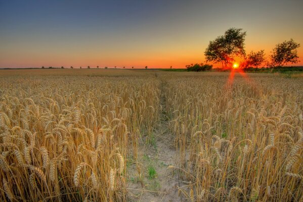 Sunset on the background of a wheat field