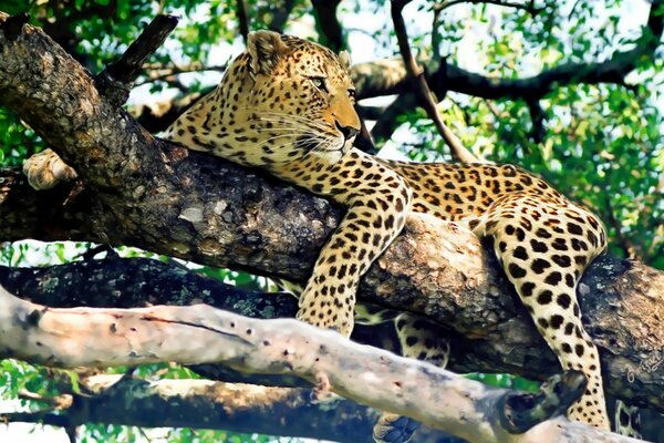 Leopard resting on a tree