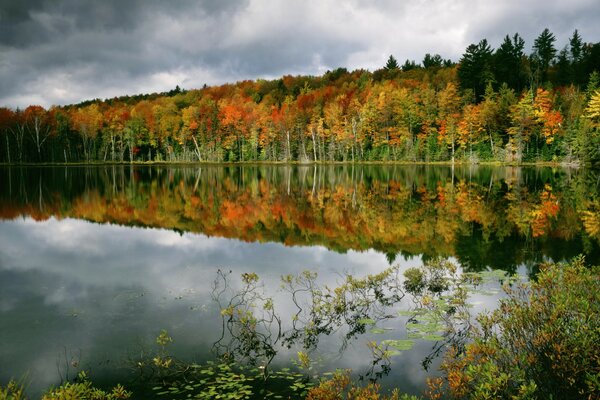 Reflection of the forest in the lake in the water beautiful autumn trees
