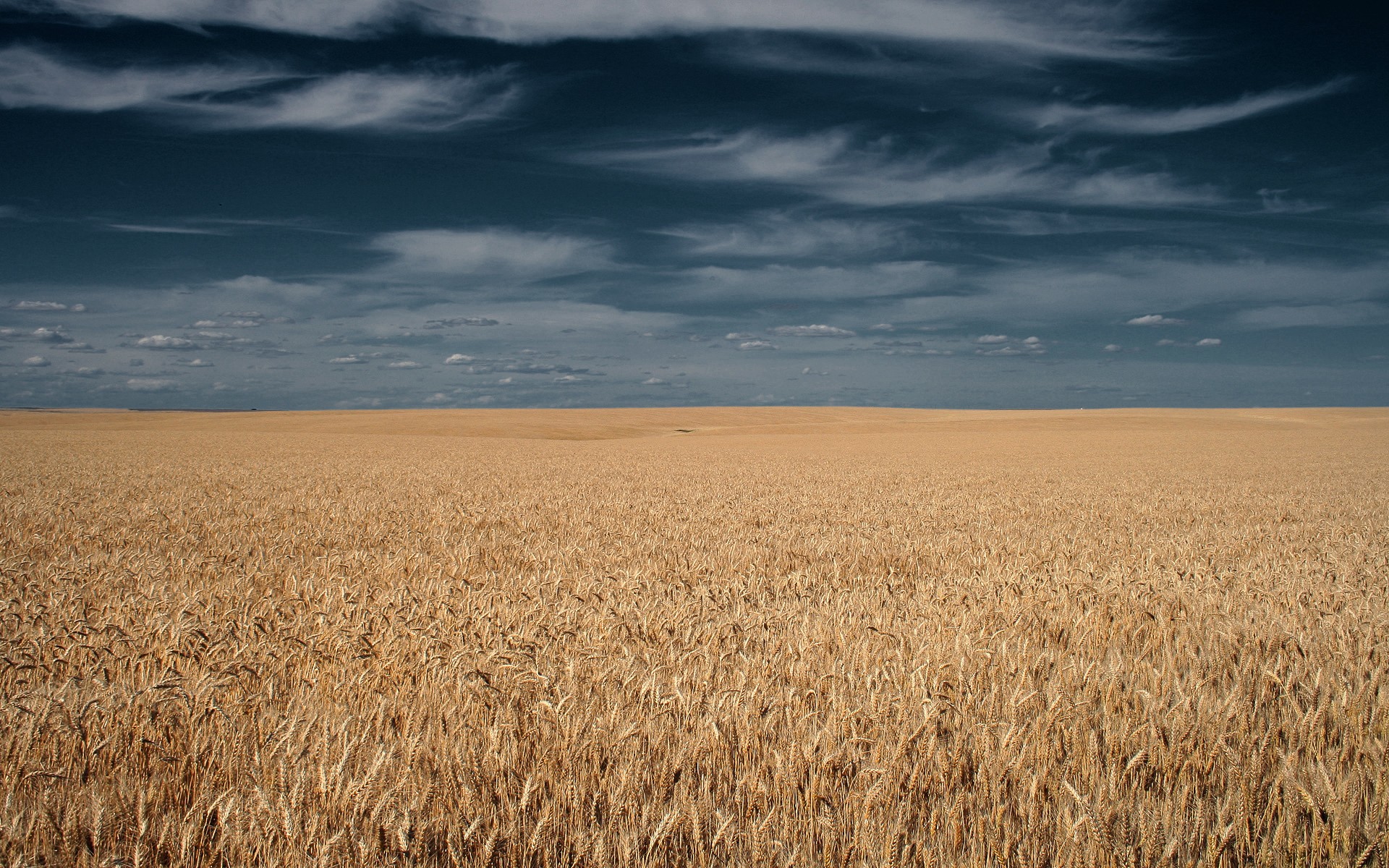 champ épis ciel nuages horizon