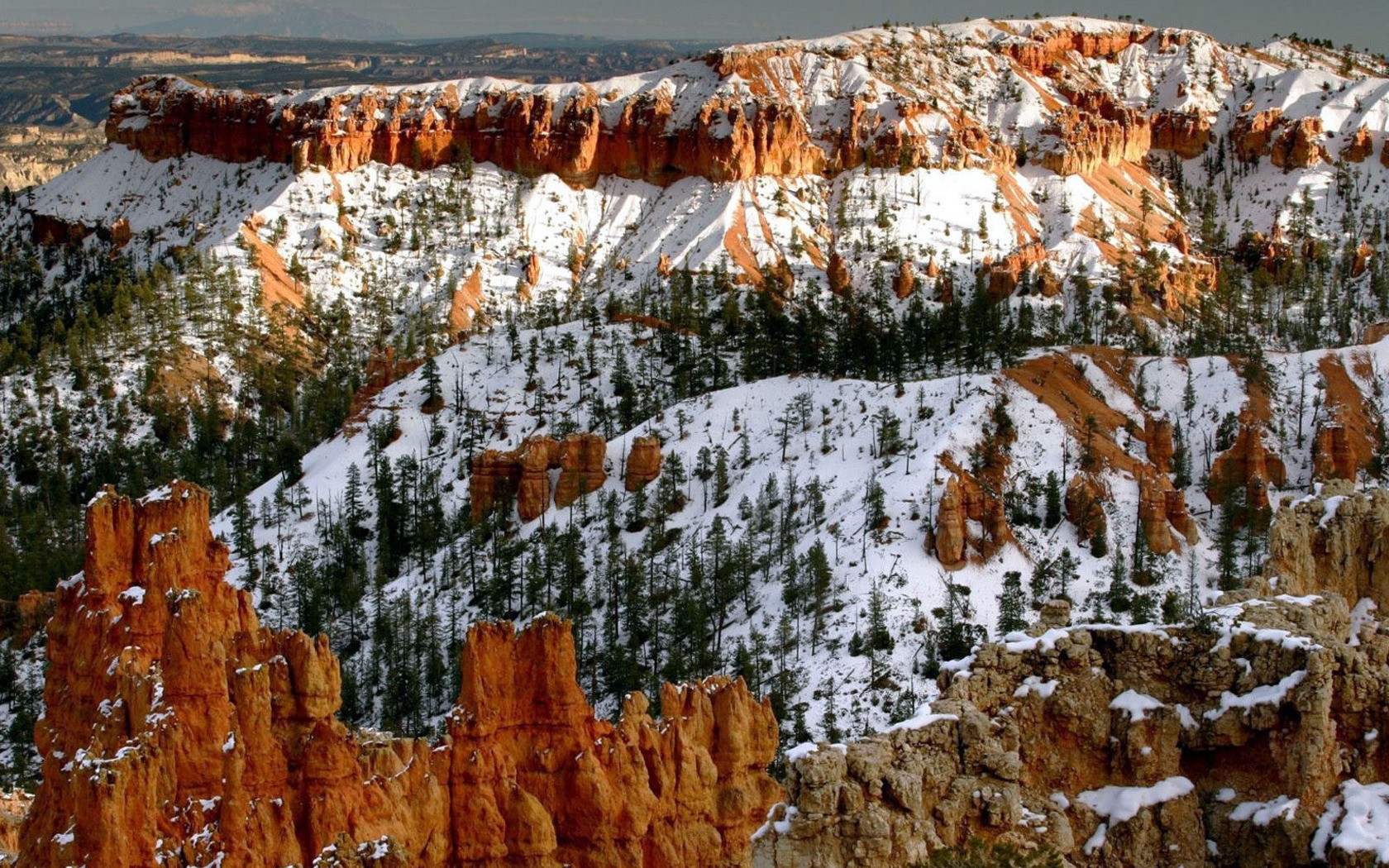 mountain tree snow