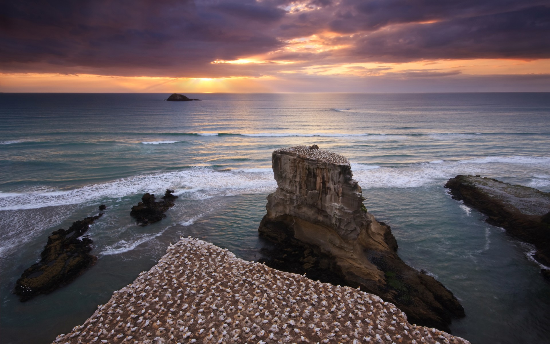 nouvelle-zélande oiseaux roches côte mer ciel coucher de soleil eau