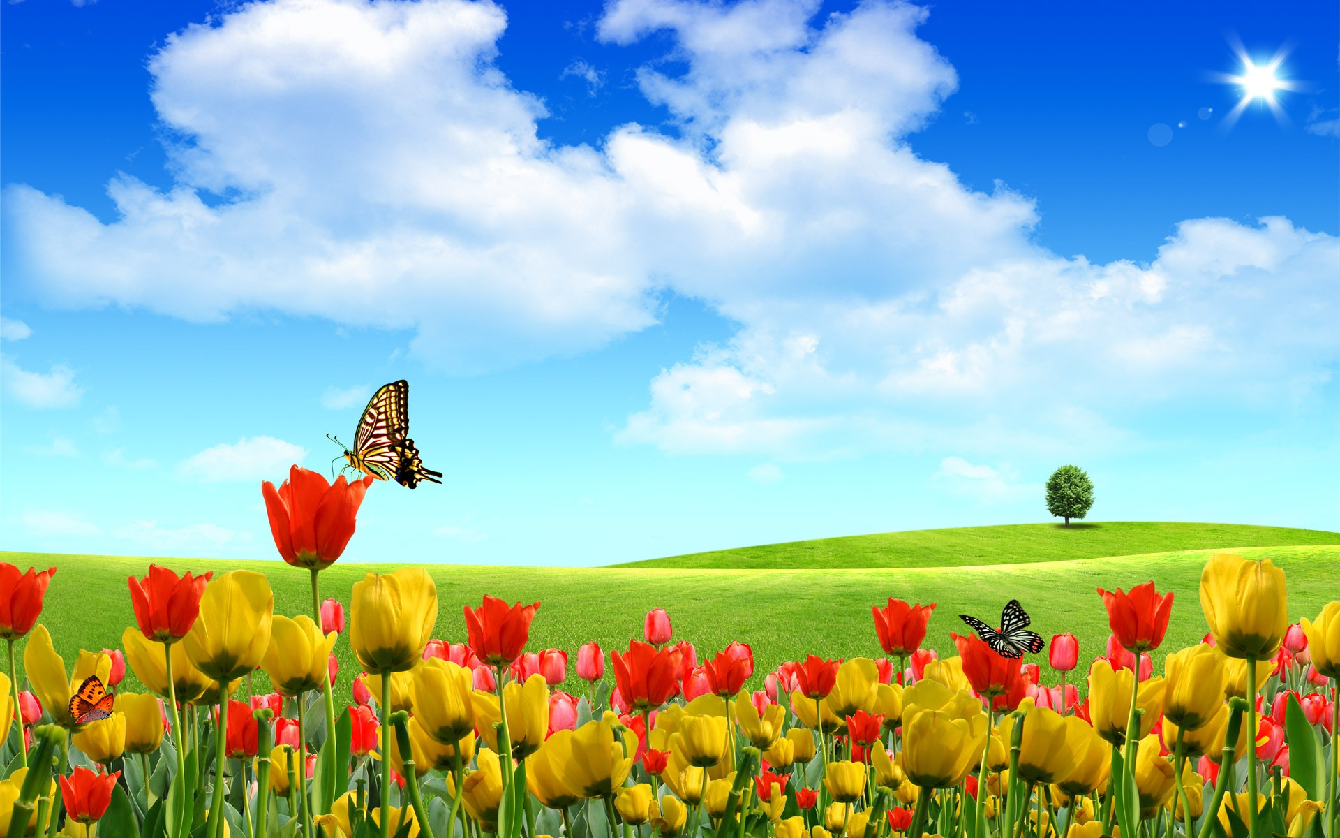 nature summer sky butterfly tulips flower