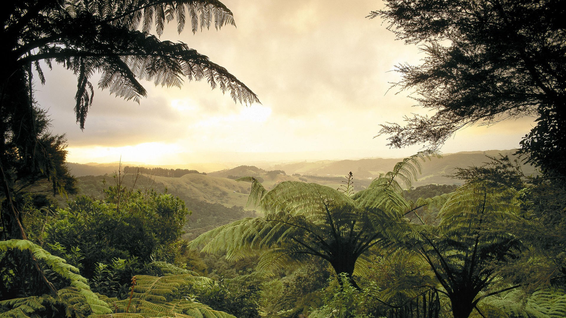 fern forest green nature leaves valley