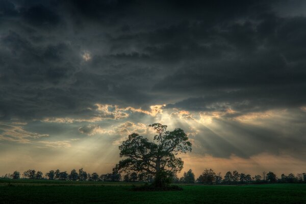 Árbol solitario en los rayos del cielo