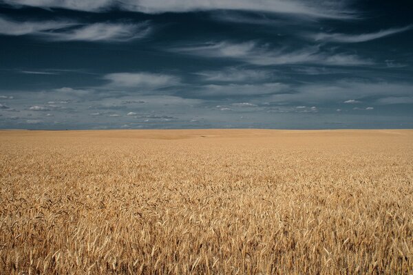 Gewitterwolken über dem Feld von Ähren