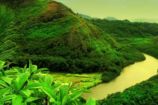 Rivière de montagne en vert