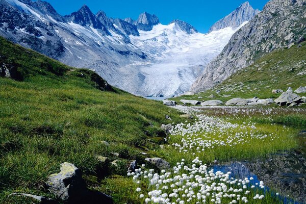 Montañas alpinas. Campos de flores