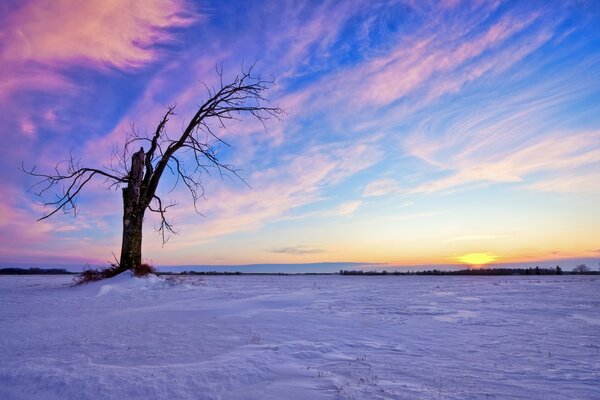 Arbre solitaire. Coucher de soleil rose