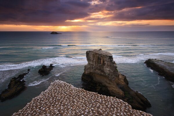 Anidación de aves a orillas del mar de la puesta del sol