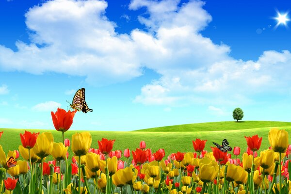 A field with tulips on a summer day