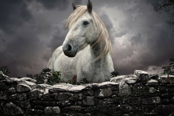 Image d un cheval blanc avec une crinière Rousse